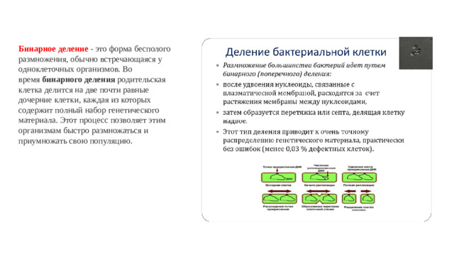 Бинарное   деление  - это форма бесполого размножения, обычно встречающаяся у одноклеточных организмов. Во время  бинарного   деления  родительская клетка делится на две почти равные дочерние клетки, каждая из которых содержит полный набор генетического материала. Этот процесс позволяет этим организмам быстро размножаться и приумножать свою популяцию.