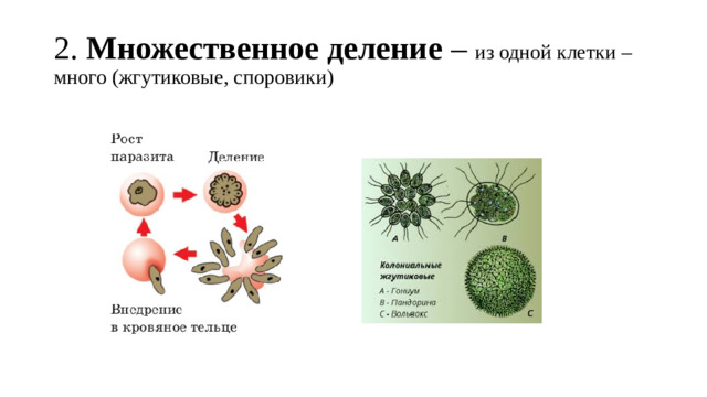 2. Множественное деление – из одной клетки – много (жгутиковые, споровики)