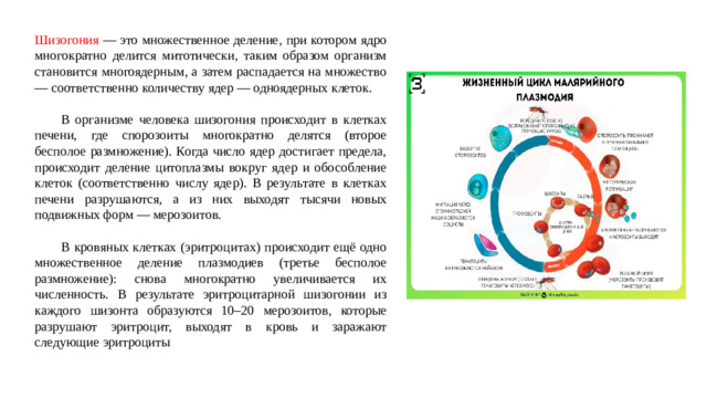 Шизогония — это множественное деление, при котором ядро многократно делится митотически, таким образом организм становится многоядерным, а затем распадается на множество — соответственно количеству ядер — одноядерных клеток.  В организме человека шизогония происходит в клетках печени, где спорозоиты многократно делятся (второе бесполое размножение). Когда число ядер достигает предела, происходит деление цитоплазмы вокруг ядер и обособление клеток (соответственно числу ядер). В результате в клетках печени разрушаются, а из них выходят тысячи новых подвижных форм — мерозоитов.  В кровяных клетках (эритроцитах) происходит ещё одно множественное деление плазмодиев (третье бесполое размножение): снова многократно увеличивается их численность. В результате эритроцитарной шизогонии из каждого шизонта образуются 10–20 мерозоитов, которые разрушают эритроцит, выходят в кровь и заражают следующие эритроциты