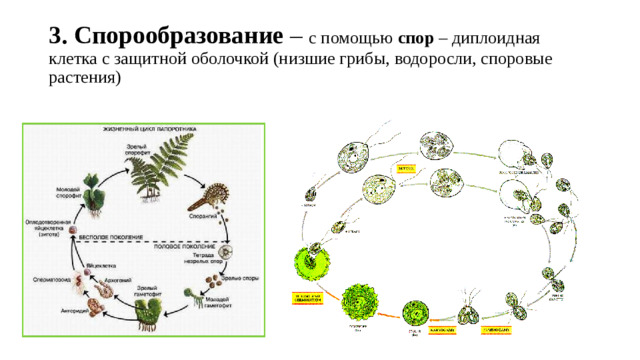 3.  Спорообразование – с помощью спор – диплоидная клетка с защитной оболочкой (низшие грибы, водоросли, споровые растения)