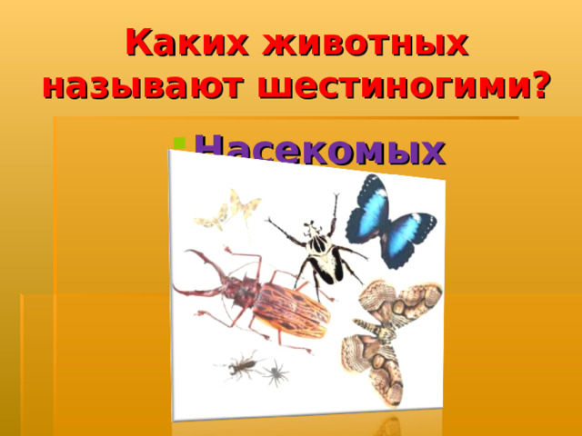 Каких животных называют шестиногими?