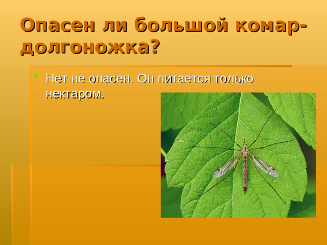 Опасен ли большой комар- долгоножка?