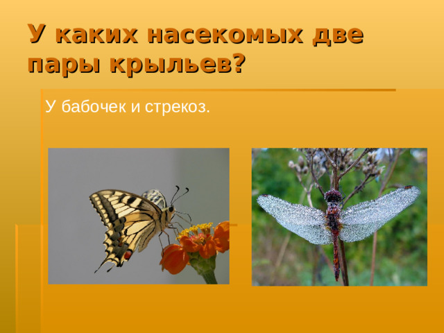 У каких насекомых две пары крыльев? У бабочек и стрекоз.