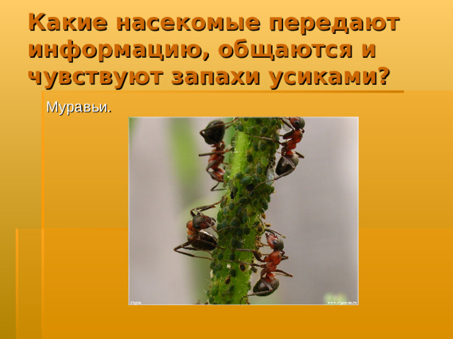 Какие насекомые передают информацию, общаются и чувствуют запахи усиками? Муравьи.