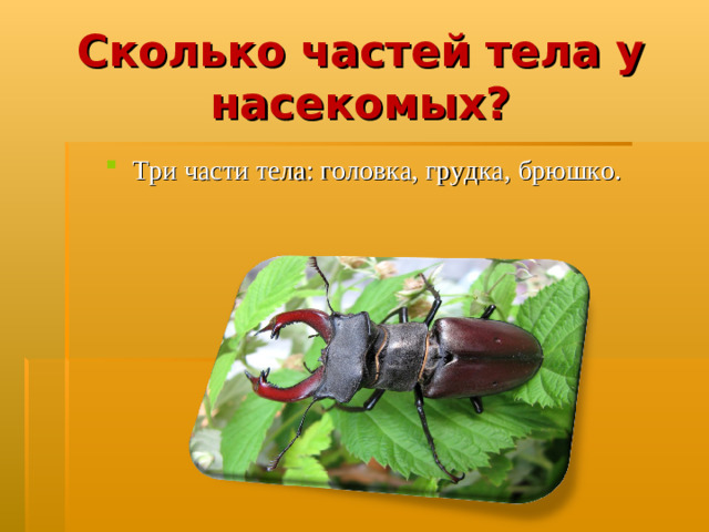 Сколько частей тела у насекомых?