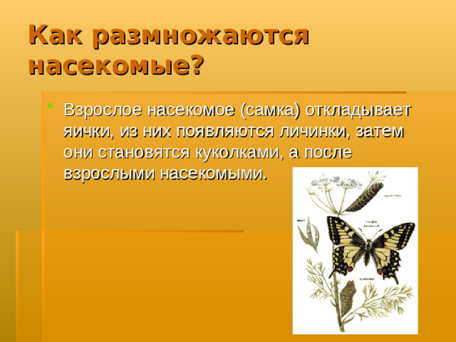 Как размножаются насекомые?