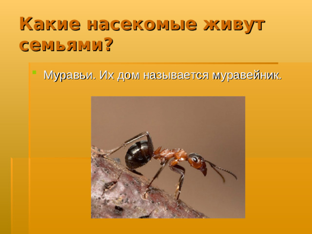 Какие насекомые живут семьями?