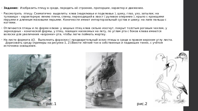 Задание: Изобразить птицу в среде, передать её строение, пропорции, характер и движение. Рассмотреть птицу. Схематично выделить: клюв (надклювье и подклювье ), щеку, глаз, ухо, затылок; на туловище – характерную линию плеча, спины, переходящей в хвост ( рулевое оперение ), крыло с кроющими перьями и длинным маховыми перьями. Конечности имеют интерторзальный сустав и цевку; на лапе пальцы с когтями. Отличаются птицы и по форме клюва: у хищных птиц клюв сильно изогнут, покрыт толстым роговым чехлом, у зерноядных – конической формы, у птиц, ловящих насекомых на лету, по углам рта с боков клюва имеются волоски для увеличения «воронки» рта, чтобы легче поймать жертву. На листе формата А3. Выполнить форэскиз ( предварительный эскиз птицы в среде в правом верхнем углу листа. Дорисовать среду (примеры на рисунке 1, 2).Ввести лёгкий тон в собственных и падающих тенях, с учётом источника освещения.
