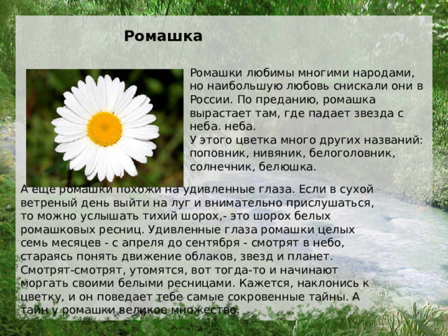 Ромашка Ромашки любимы многими народами, но наибольшую любовь снискали они в России. По преданию, ромашка вырастает там, где падает звезда с неба. неба.  У этого цветка много других названий: поповник, нивяник, белоголовник, солнечник, белюшка.  А еще ромашки похожи на удивленные глаза. Если в сухой ветреный день выйти на луг и внимательно прислушаться, то можно услышать тихий шорох,- это шорох белых ромашковых ресниц. Удивленные глаза ромашки целых семь месяцев - с апреля до сентября - смотрят в небо, стараясь понять движение облаков, звезд и планет. Смотрят-смотрят, утомятся, вот тогда-то и начинают моргать своими белыми ресницами. Кажется, наклонись к цветку, и он поведает тебе самые сокровенные тайны. А тайн у ромашки великое множество. 