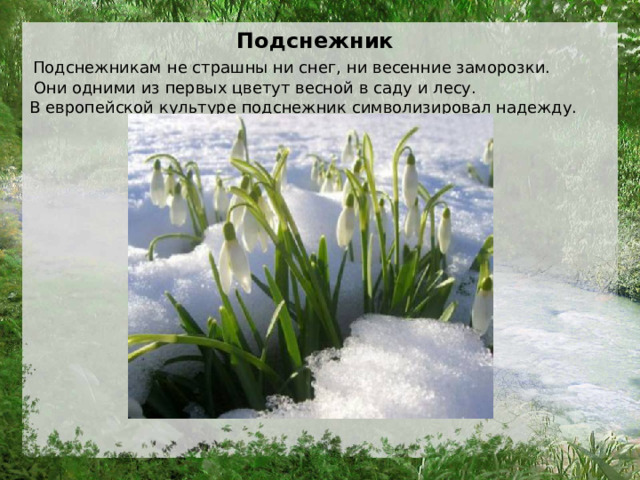 Подснежник Подснежникам  не страшны ни снег, ни весенние заморозки.  Они одними из первых цветут весной в саду и лесу.  В европейской культуре подснежник символизировал надежду.