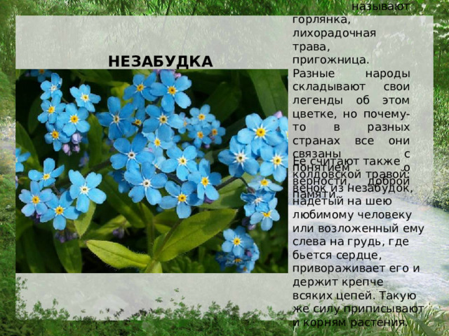 В России незабудку называют горлянка, лихорадочная трава, пригожница. Разные народы складывают свои легенды об этом цветке, но почему-то в разных странах все они связаны с понятием о верности, доброй памяти.   НЕЗАБУДКА Ее считают также колдовской травой: венок из незабудок, надетый на шею любимому человеку или возложенный ему слева на грудь, где бьется сердце, привораживает его и держит крепче всяких цепей. Такую же силу приписывают и корням растения.