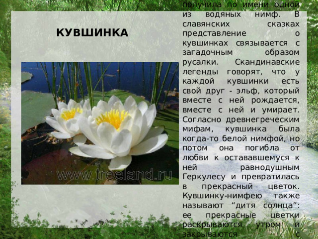 Своё название кувшинка получила по имени одной из водяных нимф. В славянских сказках представление о кувшинках связывается с загадочным образом русалки. Скандинавские легенды говорят, что у каждой кувшинки есть свой друг - эльф, который вместе с ней рождается, вместе с ней и умирает. Согласно древнегреческим мифам, кувшинка была когда-то белой нимфой, но потом она погибла от любви к остававшемуся к ней равнодушным Геркулесу и превратилась в прекрасный цветок. Кувшинку-нимфею также называют “дитя солнца”: ее прекрасные цветки раскрываются утром и закрываются с наступлением сумерек.   КУВШИНКА 