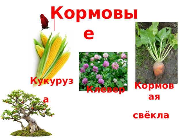 Кормовые  Кукуруза   Клевер   Кормовая свёкла