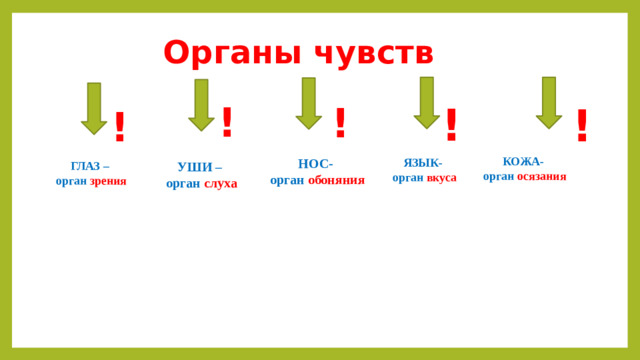 Органы чувств  ! ! ! ! ! КОЖА- орган осязания НОС- ЯЗЫК- орган обоняния орган вкуса УШИ – ГЛАЗ – орган слуха орган зрения