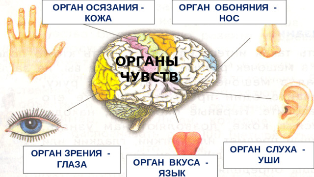 ОРГАН ОСЯЗАНИЯ - КОЖА ОРГАН ОБОНЯНИЯ - НОС  ОРГАНЫ ЧУВСТВ ОРГАН СЛУХА - УШИ ОРГАН ЗРЕНИЯ - ГЛАЗА ОРГАН ВКУСА - ЯЗЫК