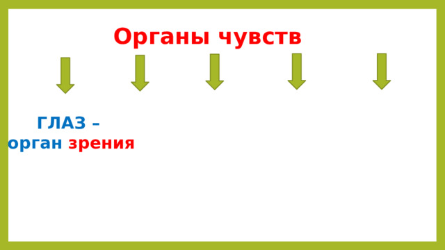 Органы чувств  ГЛАЗ  – орган зрения