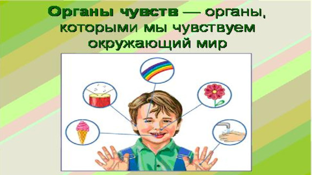 Органы чувств