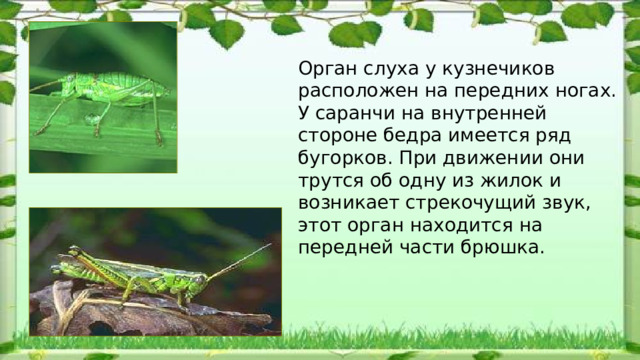 Орган слуха у кузнечиков расположен на передних ногах. У саранчи на внутренней стороне бедра имеется ряд бугорков. При движении они трутся об одну из жилок и возникает стрекочущий звук, этот орган находится на передней части брюшка.