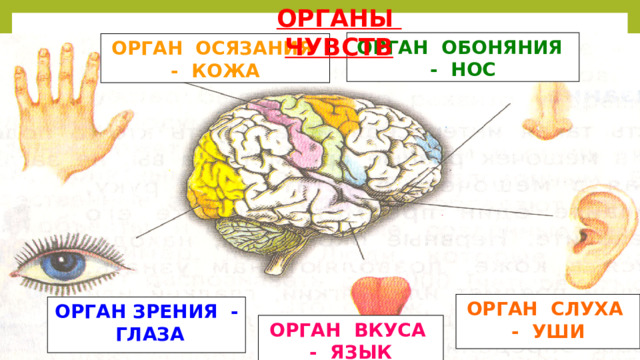 ОРГАНЫ ЧУВСТВ ОРГАН ОБОНЯНИЯ - НОС  ОРГАН ОСЯЗАНИЯ - КОЖА  ОРГАН СЛУХА - УШИ ОРГАН ЗРЕНИЯ - ГЛАЗА ОРГАН ВКУСА - ЯЗЫК