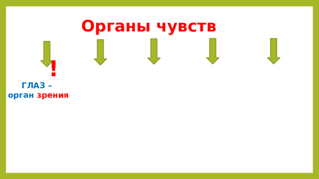 Органы чувств  ! ГЛАЗ  – орган зрения