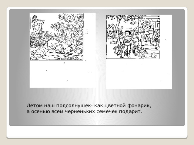 Летом наш подсолнушек- как цветной фонарик, а осенью всем черненьких семечек подарит.