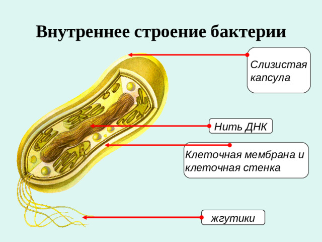 Внутреннее строение бактерии Слизистая капсула Нить ДНК Клеточная мембрана и клеточная стенка жгутики жгутики