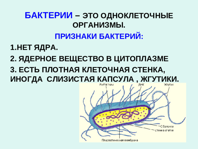 БАКТЕРИИ – ЭТО ОДНОКЛЕТОЧНЫЕ ОРГАНИЗМЫ. ПРИЗНАКИ БАКТЕРИЙ: НЕТ ЯДРА.  ЯДЕРНОЕ ВЕЩЕСТВО В ЦИТОПЛАЗМЕ  ЕСТЬ ПЛОТНАЯ КЛЕТОЧНАЯ СТЕНКА, ИНОГДА СЛИЗИСТАЯ КАПСУЛА , ЖГУТИКИ.