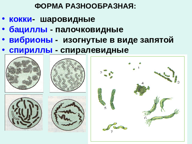 ФОРМА РАЗНООБРАЗНАЯ: