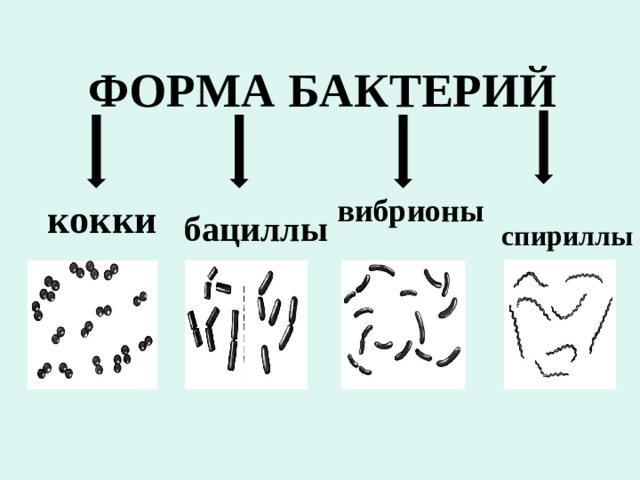 ФОРМА БАКТЕРИЙ кокки вибрионы бациллы спириллы