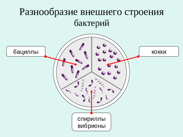 бактерий Разнообразие внешнего строения бациллы кокки спириллы  вибрионы