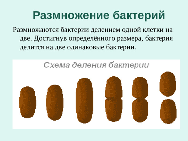 Размножение бактерий Размножаются бактерии делением одной клетки на две. Достигнув определённого размера, бактерия делится на две одинаковые бактерии .