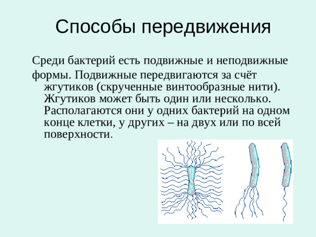 Способы передвижения  Среди бактерий есть подвижные и неподвижные формы. Подвижные передвигаются за счёт жгутиков (скрученные винтообразные нити). Жгутиков может быть один или несколько. Располагаются они у одних бактерий на одном конце клетки, у других – на двух или по всей поверхности .