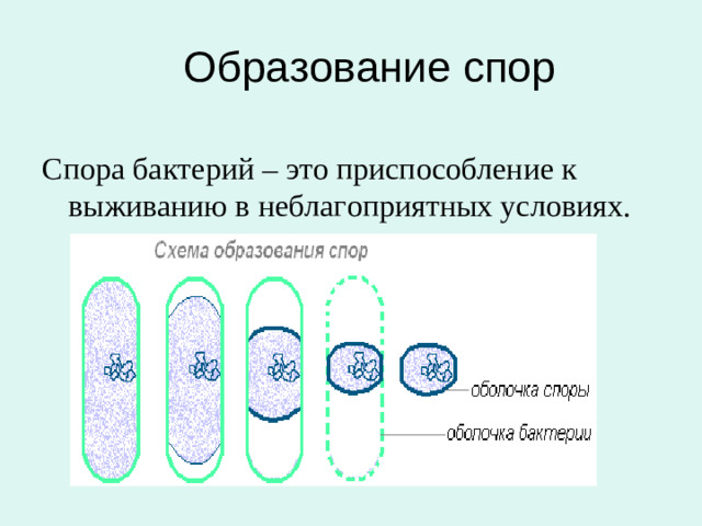 Образование спор Спора бактерий – это приспособление к выживанию в неблагоприятных условиях.