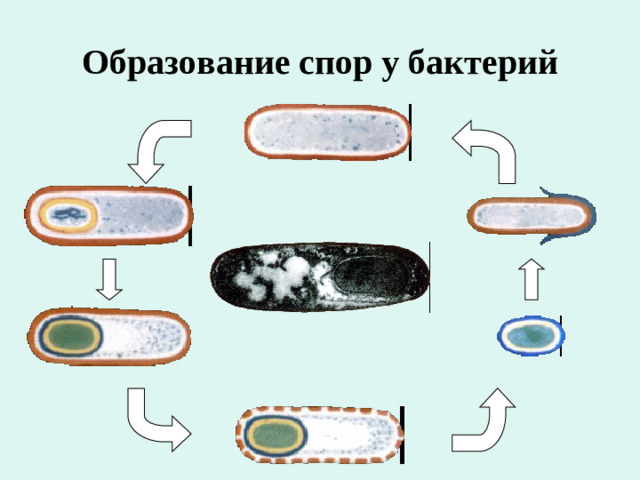 Образование спор у бактерий