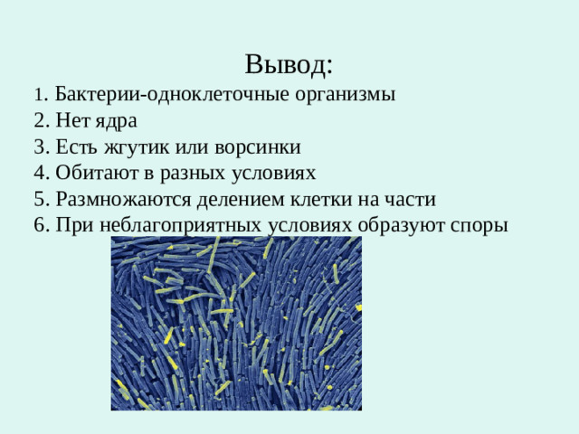 Вывод: 1 . Бактерии-одноклеточные организмы 2. Нет ядра 3. Есть жгутик или ворсинки 4. Обитают в разных условиях 5. Размножаются делением клетки на части 6. При неблагоприятных условиях образуют споры