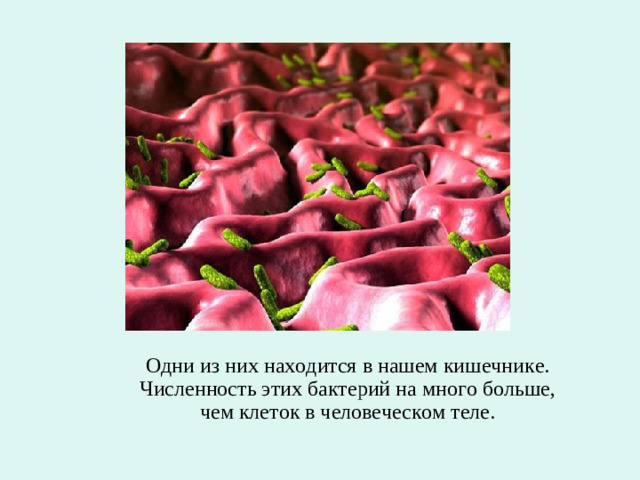 Одни из них находится в нашем кишечнике. Численность этих бактерий на много больше, чем клеток в человеческом теле.