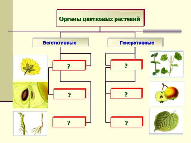 Органы цветковых растений  Вегетативные    Генеративные ? ? ? ? ? ?