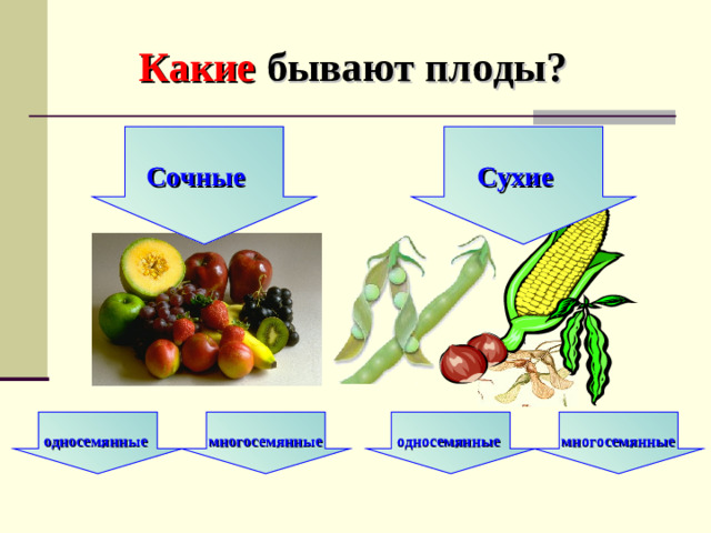 Какие бывают плоды?    Сочные Сухие       односемянные  многосемянные  односемянные  многосемянные