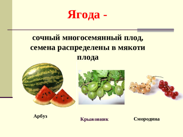 Ягода - сочный многосемянный плод, семена распределены в мякоти плода Арбуз Крыжовник  Смородина