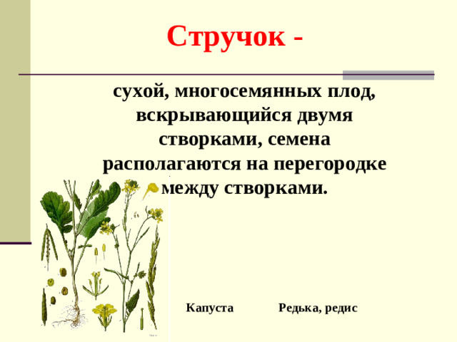 Стручок - сухой, многосемянных плод, вскрывающийся двумя створками, семена располагаются на перегородке между створками. Капуста Редька, редис