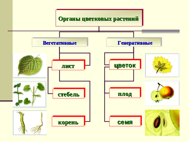 Органы цветковых растений   Генеративные Вегетативные цветок лист плод стебель семя корень