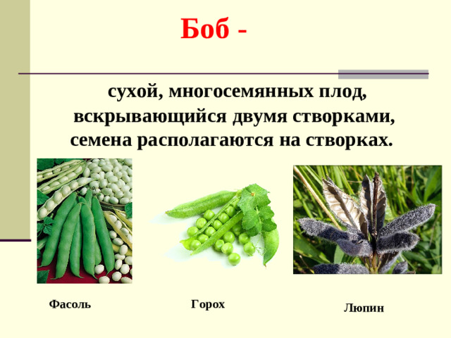 Боб -  сухой, многосемянных плод, вскрывающийся двумя створками, семена располагаются на створках.  Горох Фасоль Люпин