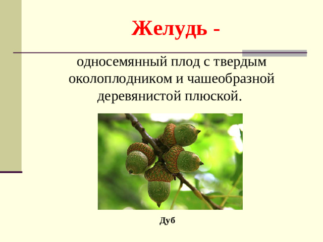 Желудь - односемянный плод с твердым околоплодником и чашеобразной деревянистой плюской. Дуб