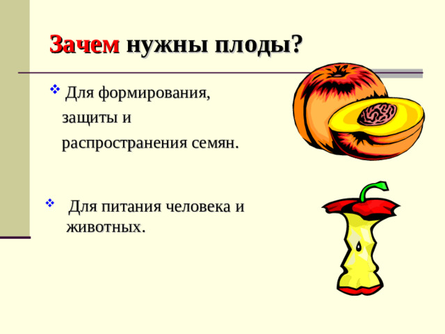 Зачем нужны плоды?  Для формирования,  защиты и  распространения семян.  Для питания человека и  животных.