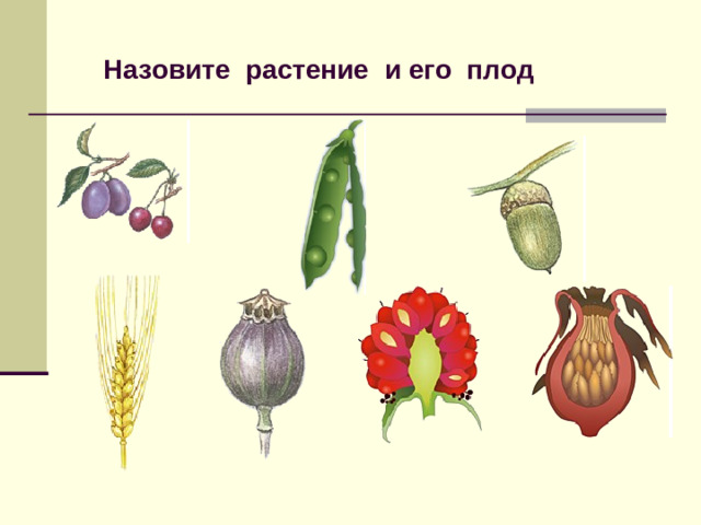 Назовите растение и его плод