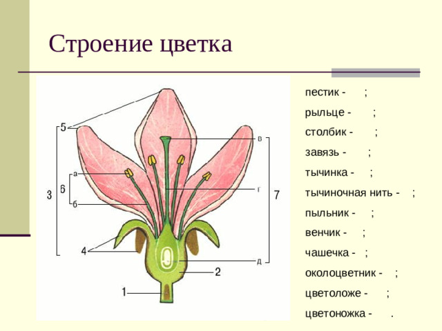 Строение цветка пестик - ; рыльце - ; столбик - ; завязь - ; тычинка - ; тычиночная нить - ; пыльник - ; венчик - ; чашечка - ; околоцветник - ; цветоложе - ; цветоножка - .