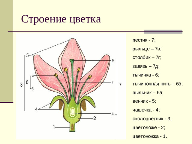 Строение цветка пестик - 7; рыльце – 7в; столбик – 7г; завязь – 7д; тычинка - 6; тычиночная нить – 6б; пыльник – 6а; венчик - 5; чашечка - 4; околоцветник - 3; цветоложе - 2; цветоножка - 1.