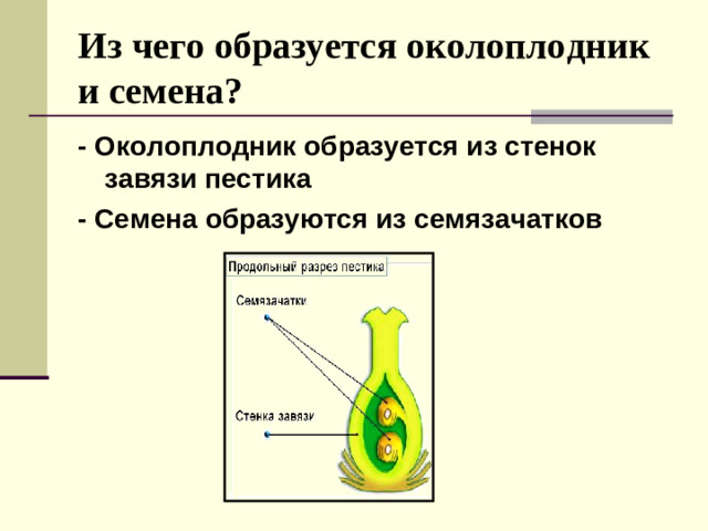 Из чего образуется околоплодник и семена? -  Околоплодник образуется из стенок завязи пестика - Семена образуются из семязачатков