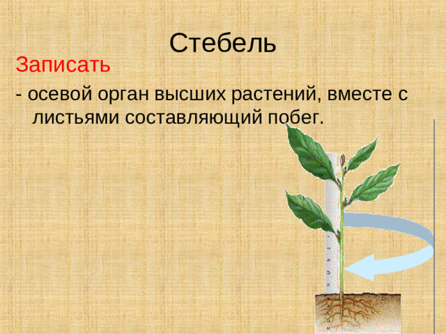 Стебель Записать - осевой орган высших растений, вместе с листьями составляющий побег.