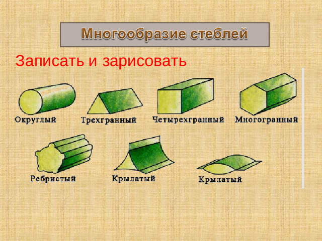 Записать и зарисовать 13